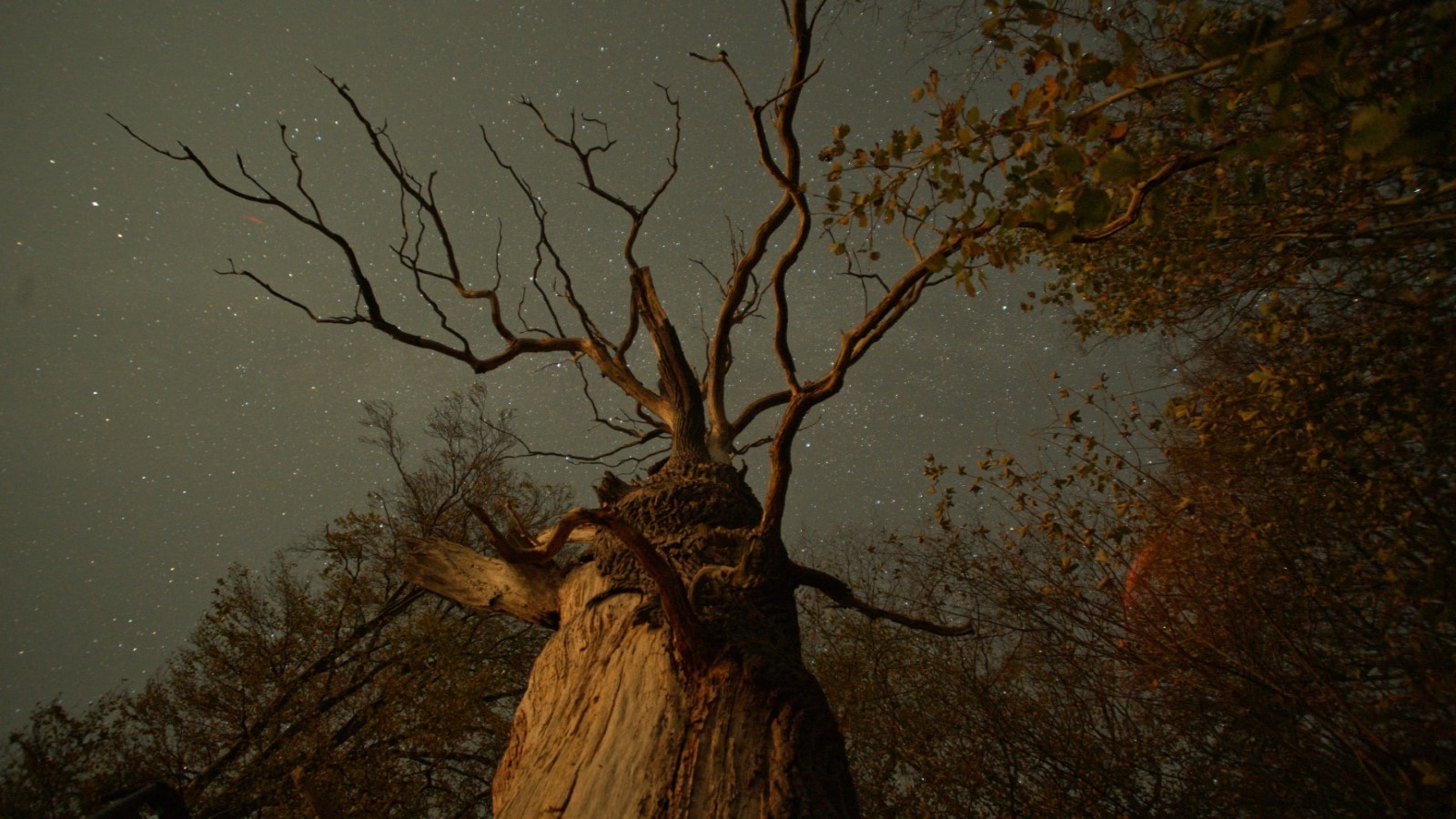 Szenenbild 8 vom Film Das geheime Leben der Bäume