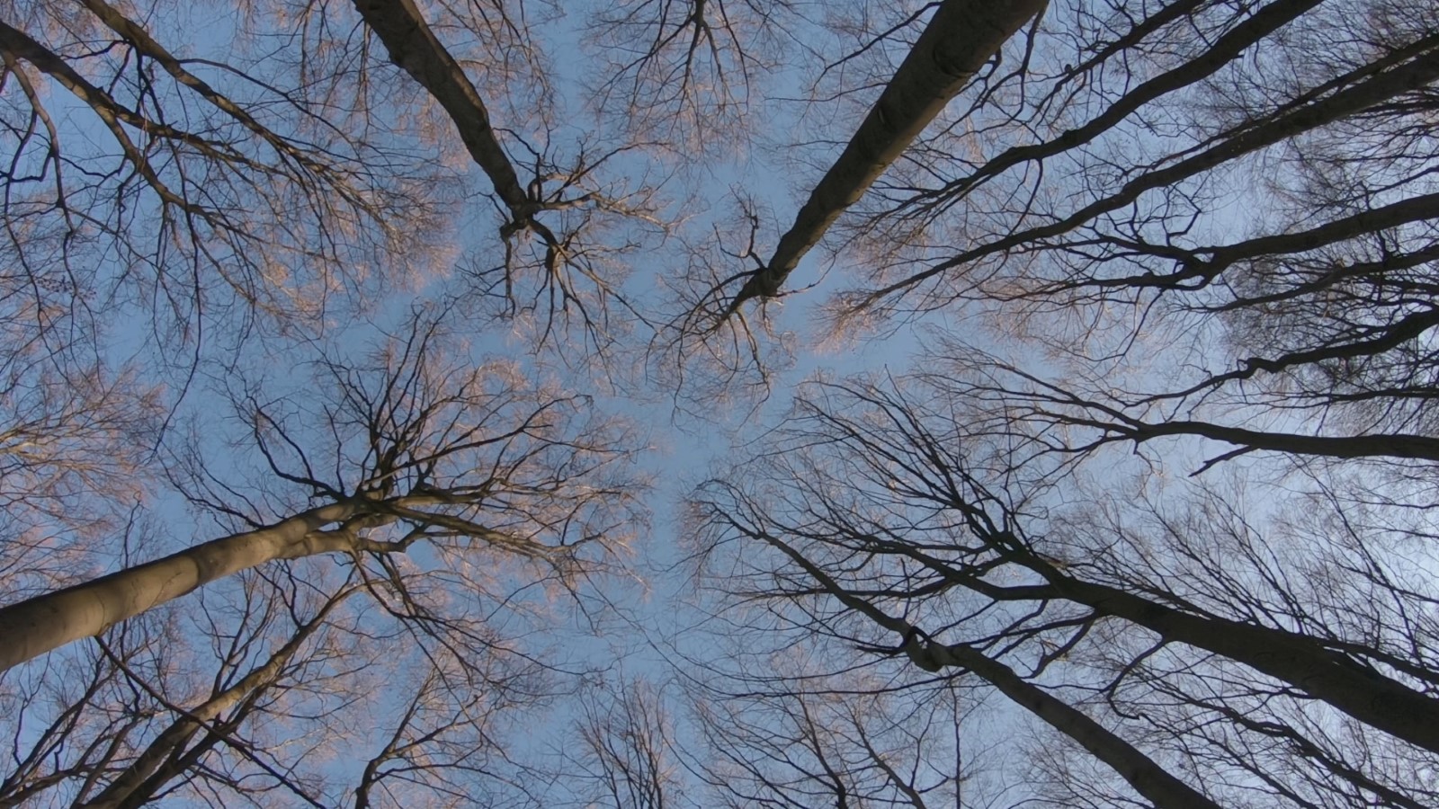 Szenenbild 9 vom Film Das geheime Leben der Bäume
